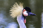 crowned crane