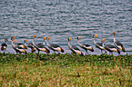 crowned cranes