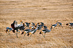 crowned cranes