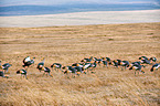 crowned cranes