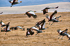 crowned cranes