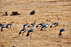 crowned cranes