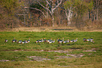 crowned cranes