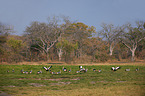 crowned cranes