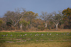 crowned cranes