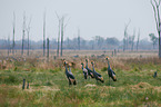 crowned cranes