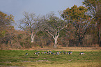 crowned cranes