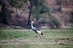 crowned crane