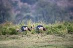 crowned cranes