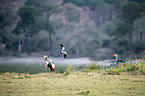 crowned cranes