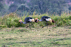 crowned cranes