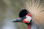 crowned crane