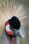 crowned crane