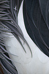 crowned crane