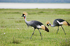 walking Crowned Cranes