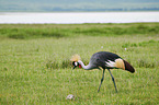 walking Crowned Crane