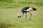 walking Crowned Crane