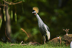 Crowned Crane