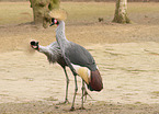 Crowned Cranes