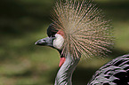 Crowned Crane portrait