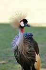 Crowned Crane