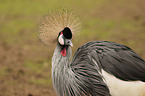 Crowned Crane portrait