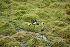 crowned cranes