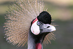 crowned crane