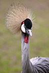 crowned crane