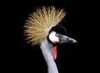 crowned crane