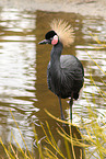 crowned crane