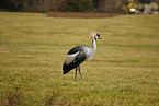 crowned crane