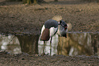 crowned cranes