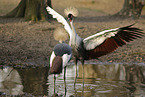 crowned cranes