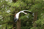 crowned crane