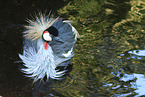 crowned crane