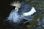 crowned crane