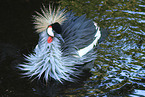 crowned crane