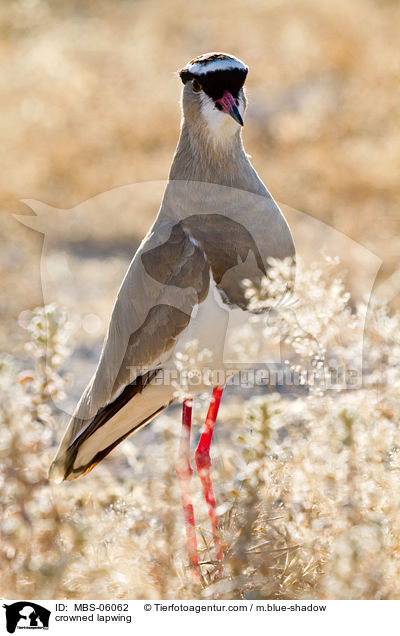 Kronenkiebitz / crowned lapwing / MBS-06062