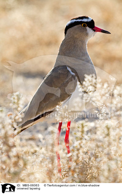 Kronenkiebitz / crowned lapwing / MBS-06063