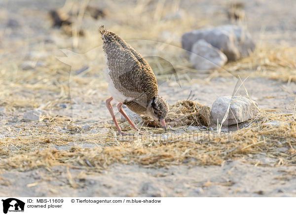 Kronenkiebitz / crowned plover / MBS-11609