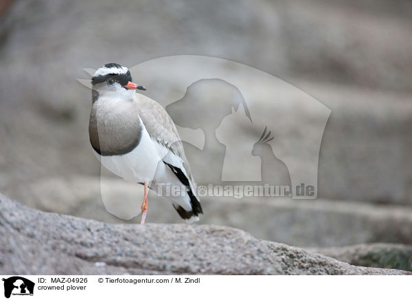 crowned plover / MAZ-04926