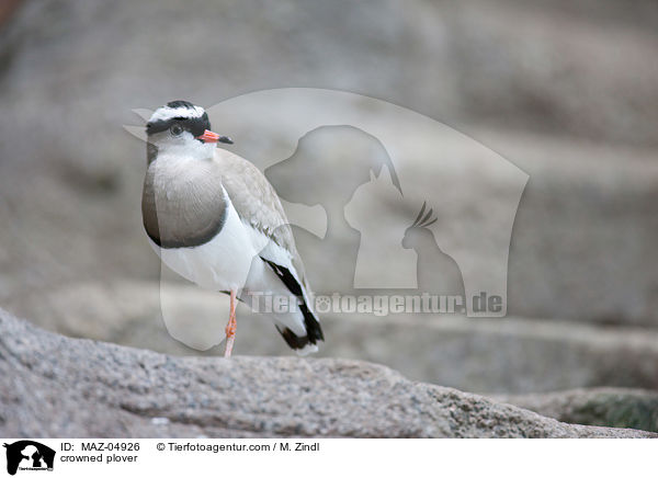 Kronenkiebitz / crowned plover / MAZ-04926