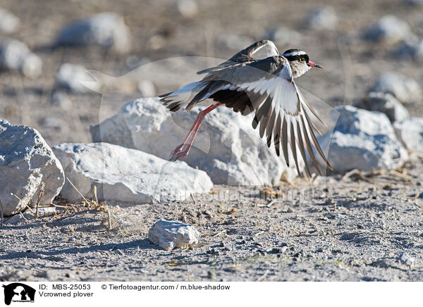 Vcrowned plover / MBS-25053