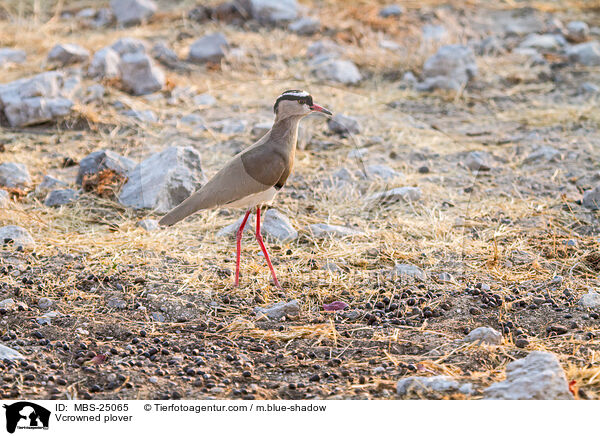 Vcrowned plover / MBS-25065