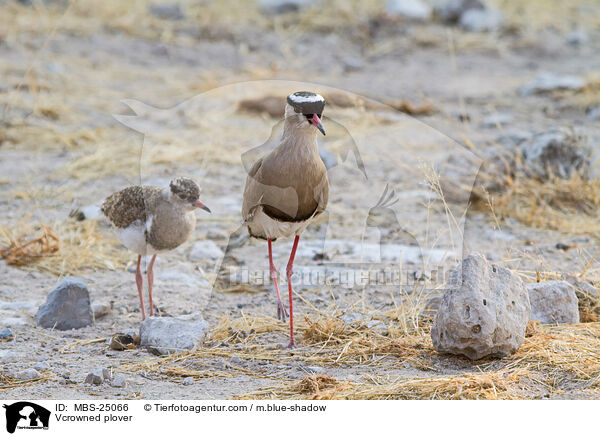 Vcrowned plover / MBS-25066
