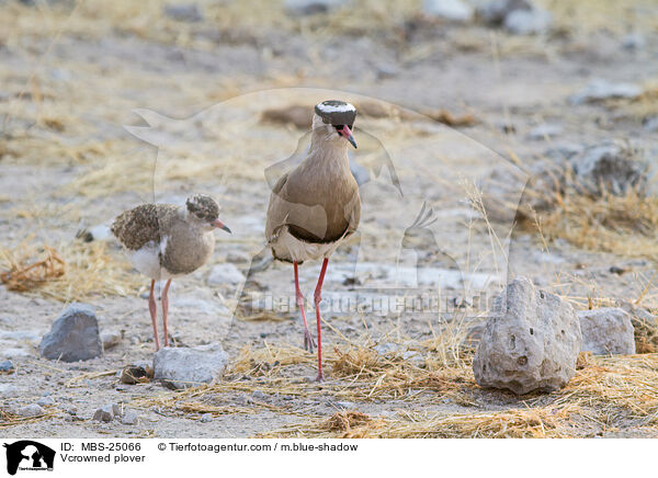 Kronenkiebitze / Vcrowned plover / MBS-25066