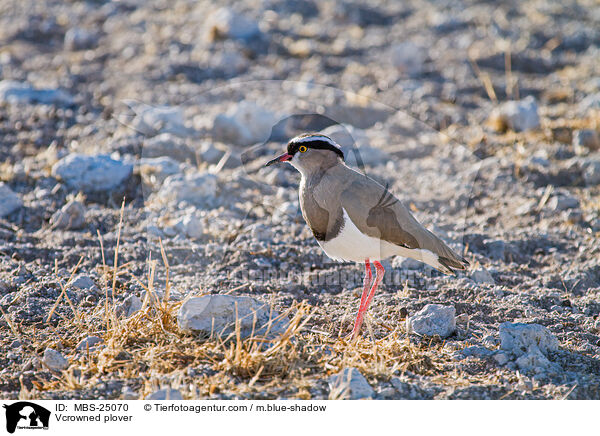 Vcrowned plover / MBS-25070