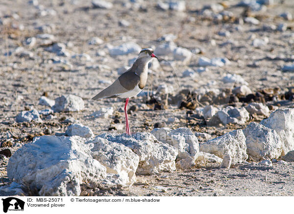 Vcrowned plover / MBS-25071