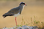 crowned plover